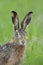 Brown hare portrait