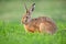 Brown hare resting in clover in springtime nature.
