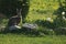 Brown hare sitting in a garden