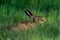 Brown hare sitting in the meadow, spring