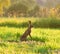 Brown hares in grass