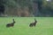 Brown hares standing on side ways