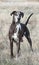 Brown harlequin Great Dane standing in field in winter grass