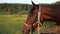 Brown harnessed horse stands on ranch grass and turns head