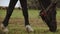 Brown harnessed horse walks eating green grass on pasture