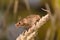 Brown harvest Mouse