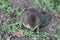 Brown harvest mouse