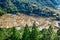 Brown harvested terraced rice paddies