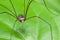 Brown harvestman (Daddy Longlegs) resting on leaf