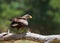Brown hawk on a branch