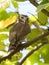 Brown hawk owl