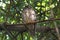 Brown Hawk-owl Brown BooBook Ninox scutulata Beautiful Birds of Thailand