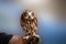 Brown Hawk owl Mainland, Orkney, Scotland