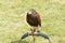 Brown Hawk on Perch