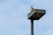 Brown hawk sitting on a lantern in front of blue sky lurking for rodents to hunt and eat as carnivore animal and bird of prey adap