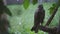 Brown hawk sitting on a tree branch