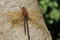 A Brown Hawker Dragonfly Aeshna grandis perched on the trunk of a tree.