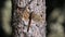 Brown Hawker Dragonfly on a pine trunk