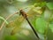 A brown hawker dragonfly resting on a bush