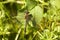 Brown Hawker Dragonfly on woodland vegetation