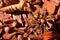 Brown hazelnuts on red wood mulch chips. seed closeup. fall season