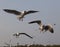 Brown head gull , Chroicocephalus brunnicephalus in summer plum