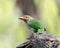 Brown-headed barbet