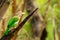 Brown-headed Barbet