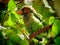 The brown-headed barbet bird or large green barbet bird Psilopogon zeylanicus