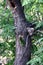Brown-Headed Barbet (Psilopogon zeylanicus) excavating a nest hole in a tree trunk : (pix Sanjiv Shukla)