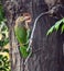 Brown-Headed Barbet (Psilopogon zeylanicus) excavating a nest hole in a tree trunk : (pix Sanjiv Shukla)