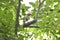 Brown-headed Barbet sitting on tree branch