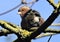 A brown-headed bird sitting on a tree