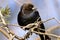 Brown-headed Cowbird   805113