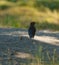 Brown headed cowbird feeding on the ground