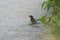 Brown headed cowbird feeding on the ground