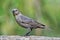 Brown Headed Cowbird, Female