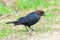 Brown-headed cowbird in the grass near the Minnesota River in the Minnesota River National Wildlife Refuge