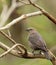 Brown-headed Cowbird, Molothrus ater