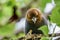 Brown-headed cowbird (Molothrus ater)