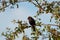 Brown headed cowbird resting on tree branch