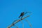 Brown headed cowbird resting on tree branch