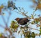 Brown headed cowbird resting on tree branch