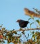 Brown headed cowbird resting on tree branch