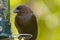 Brown-headed Cowbird siting on a yard bird feeder