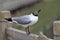 Brown-headed Gull