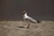 Brown Headed Gull, Chroicocephalus brunnicephalus, Pangong, Jammu and Kashmir, India