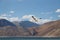Brown headed Gull in flight over pangong lake, Ladakh, India