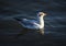 Brown-headed gull floating on the water at Bang Poo,Samut Prakarn province,Thailand.