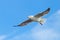 Brown headed Gull flying (Larus brunnicecephalus)